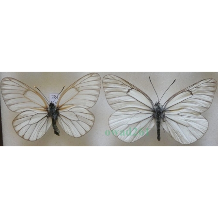 Aporia crataegi (Linnaeus, 1758) pair Niestrzęp głogowiec Czech28j
